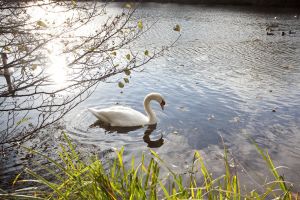 newstead abbey image 25 sm.jpg